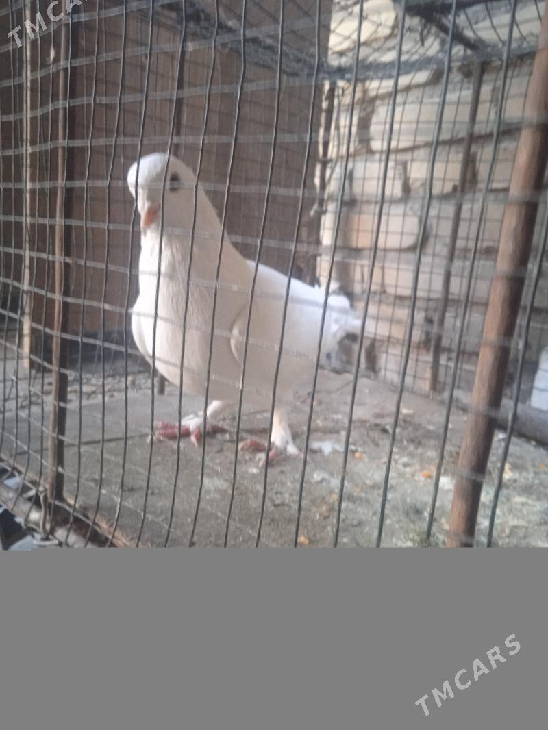 kepder - Türkmenabat - img 2