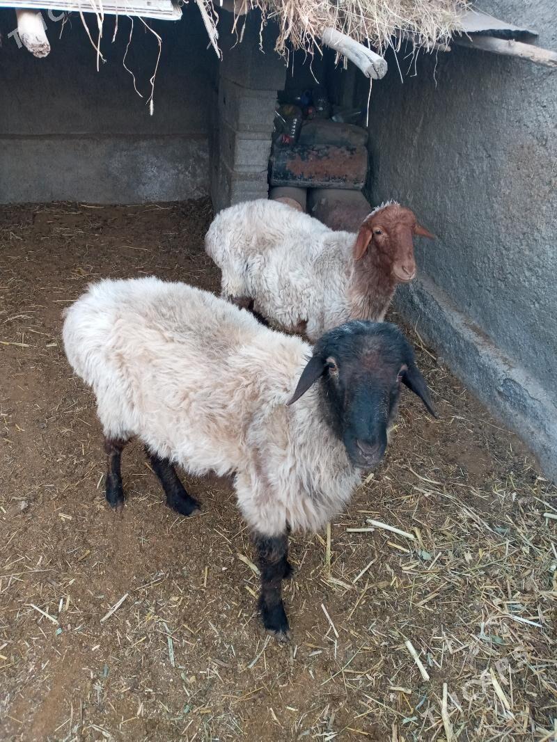 goyun - Дашогуз - img 2