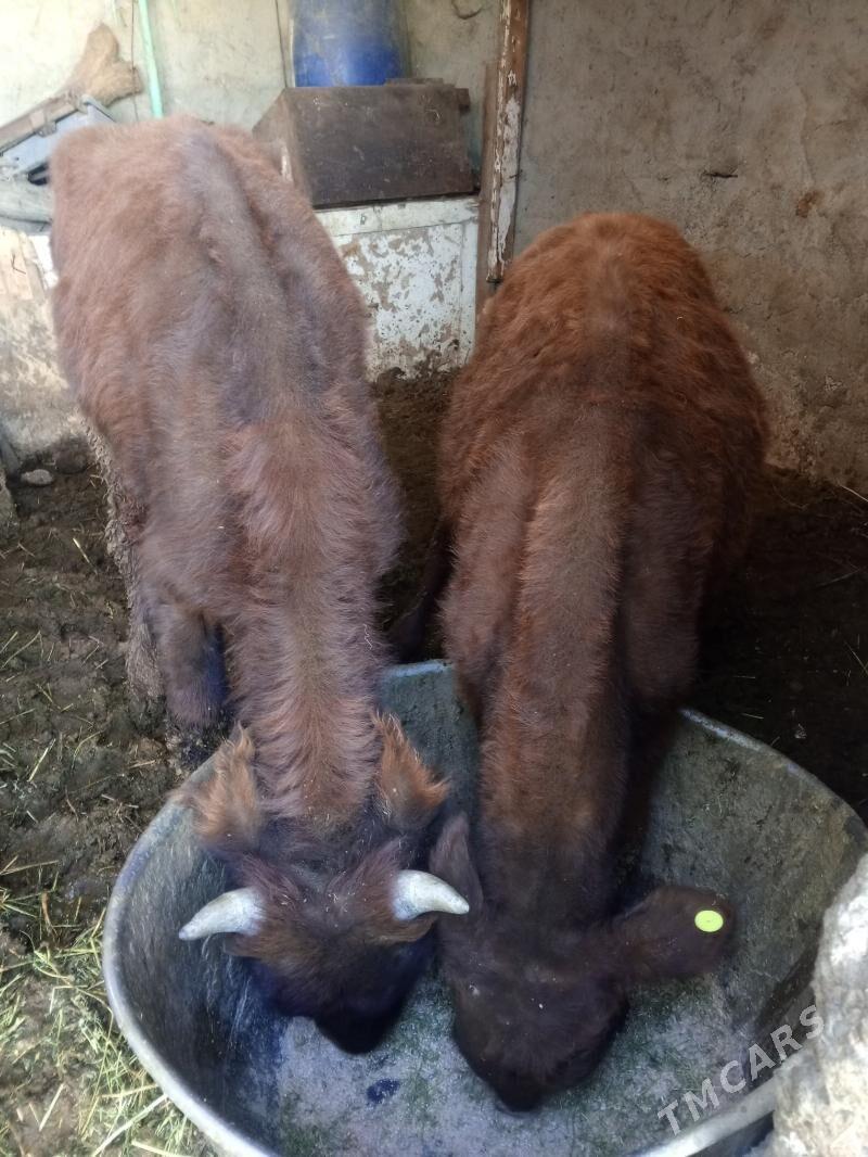 Okuz 2-sany - Ашхабад - img 2