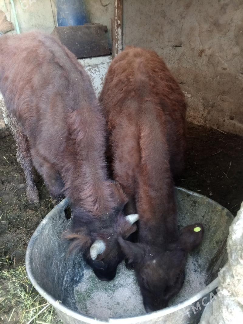 Okuz 2-sany - Ашхабад - img 3