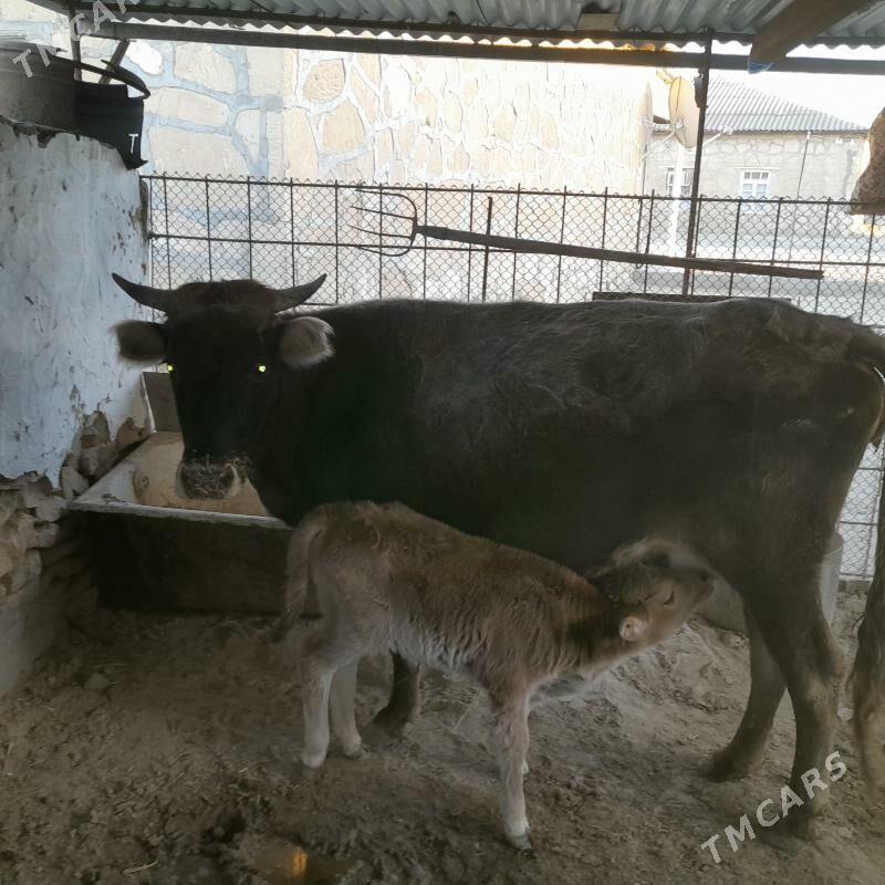 Göleli sygyr - Этрек - img 3