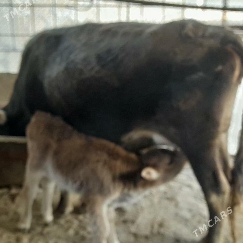 Göleli sygyr - Этрек - img 2