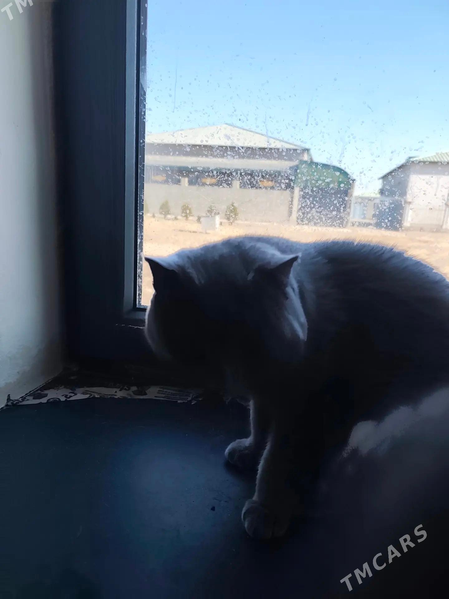 pisikler - Daşoguz - img 5