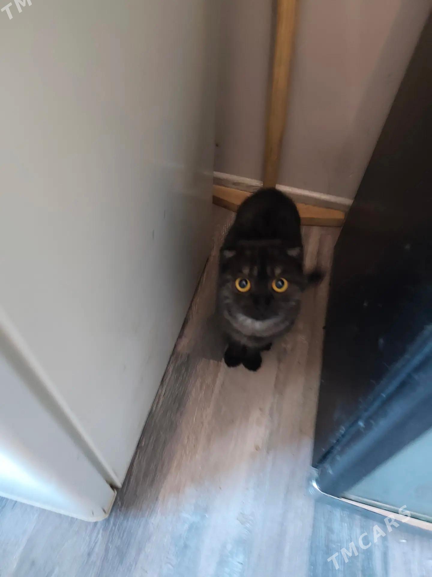 pisikler - Daşoguz - img 3