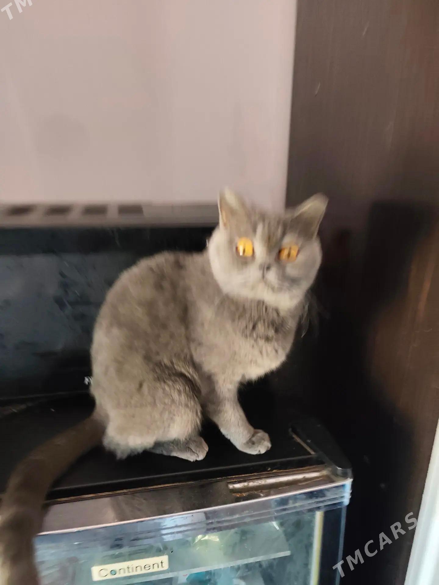 pisikler - Daşoguz - img 2