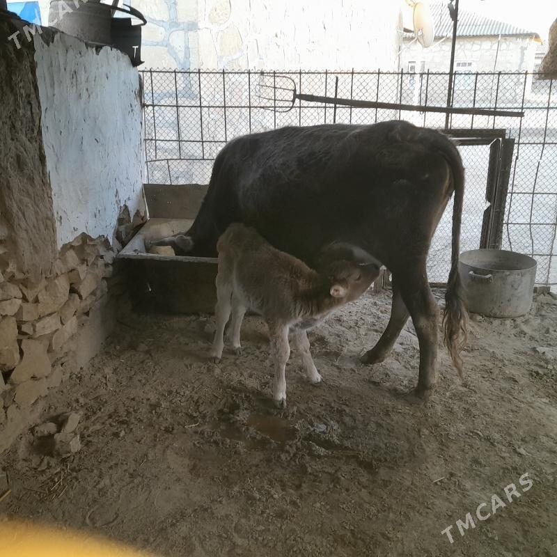 Göleli sygyr - Этрек - img 4