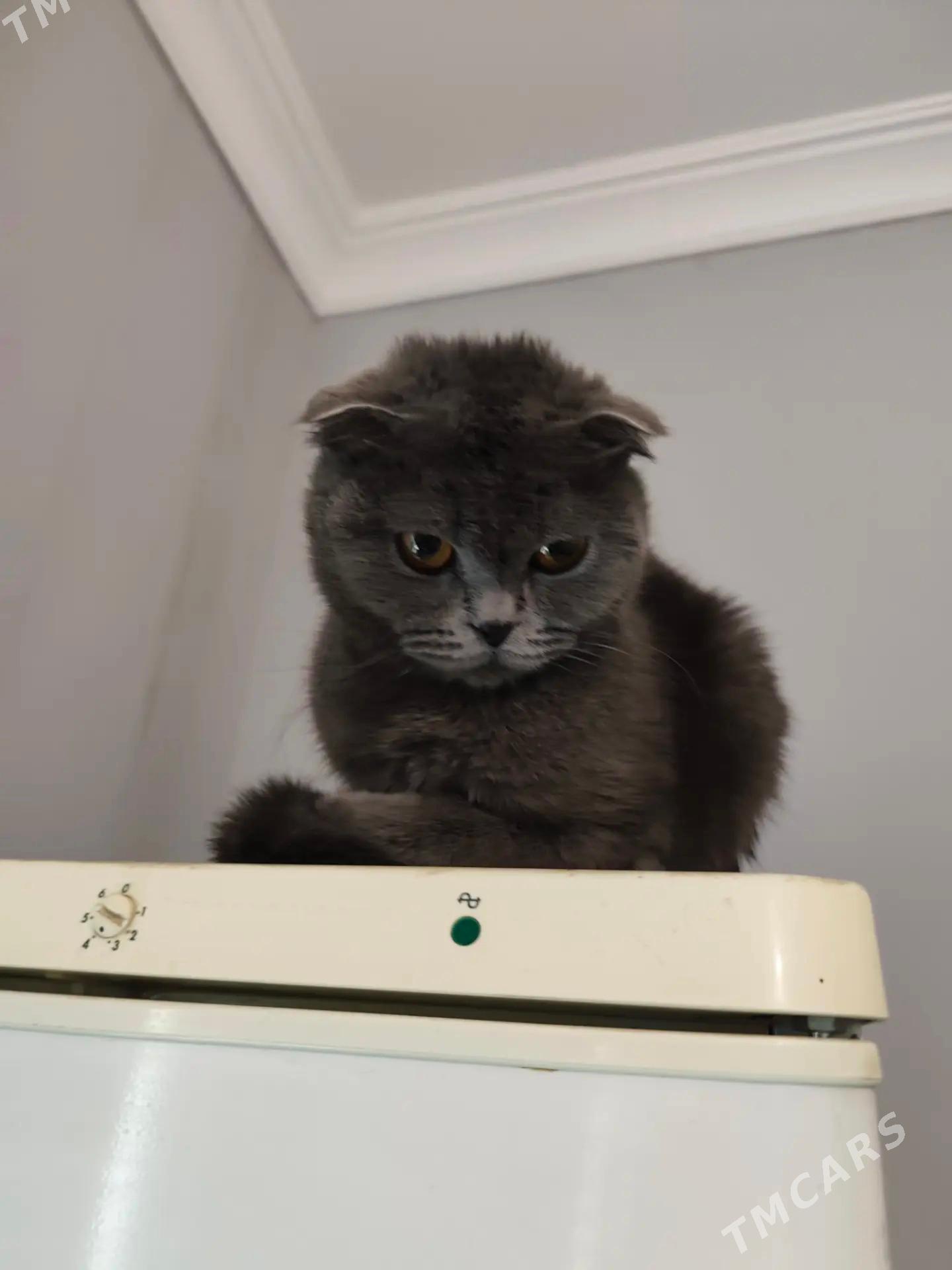 pisikler - Daşoguz - img 6