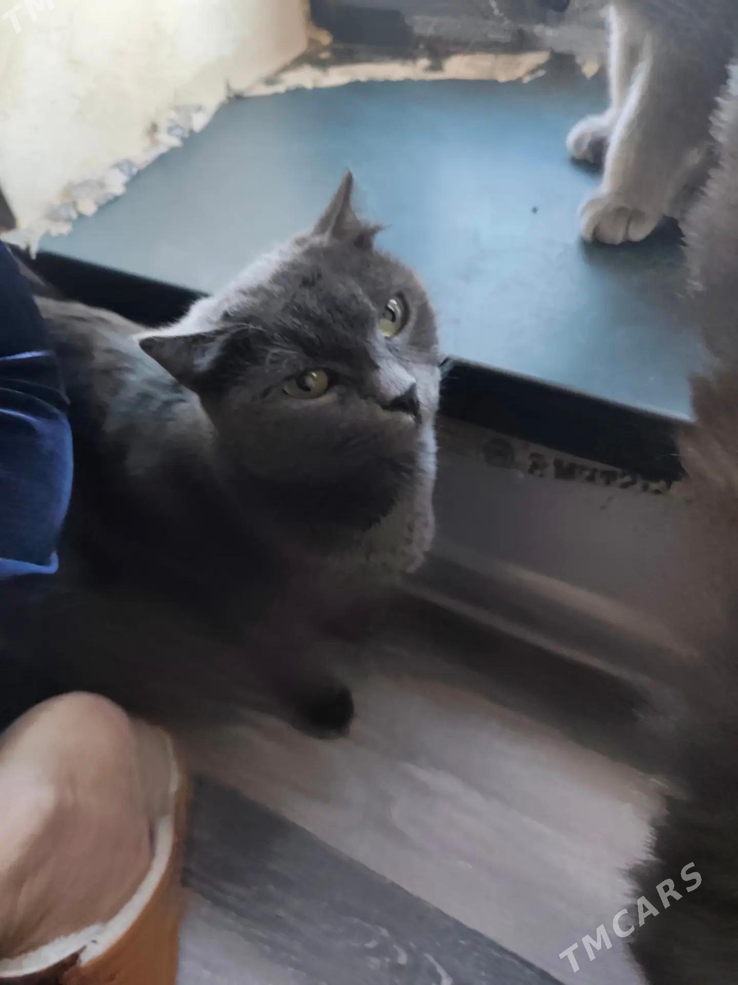 pisikler - Daşoguz - img 4