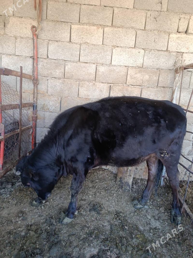 tüwe - Ak bugdaý etraby - img 3