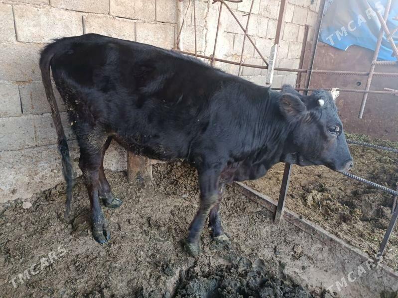 tüwe - Ak bugdaý etraby - img 2