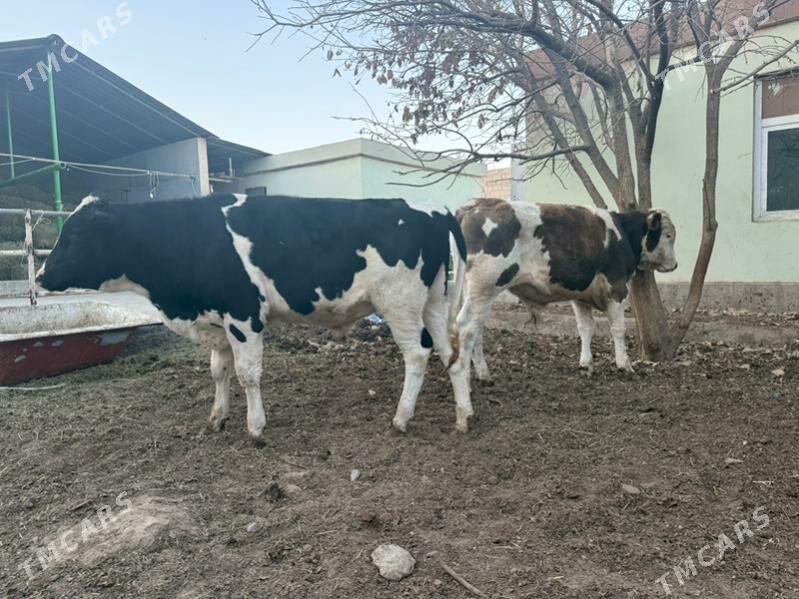 okuz 2sany ala - Кипджак - img 4