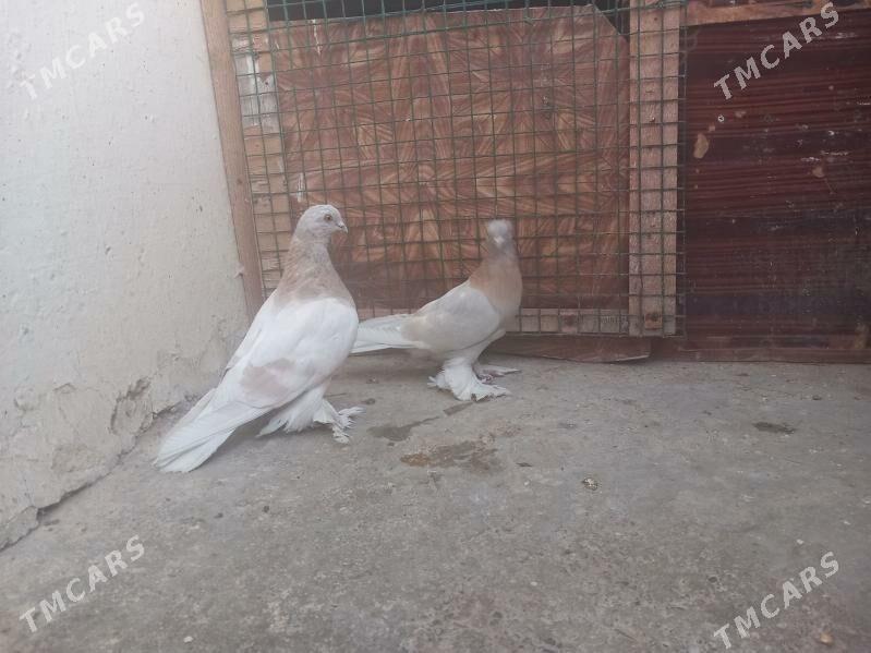 Kepderi - Aşgabat - img 3