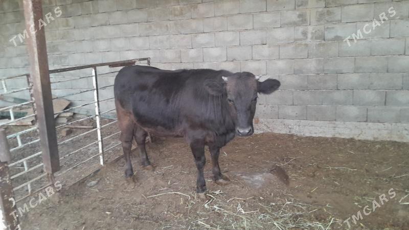 swet tuwe - Aşgabat - img 2