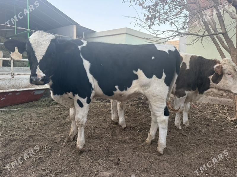 okuz 2sany ala - Кипджак - img 3