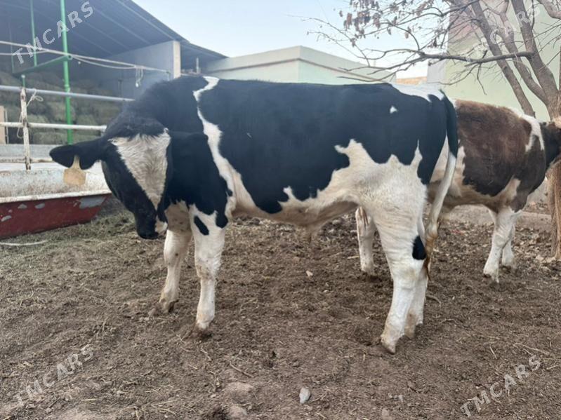 okuz 2sany ala - Кипджак - img 5