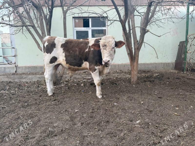 okuz 2sany ala - Кипджак - img 6