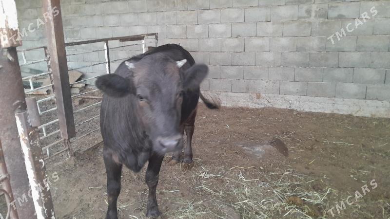 swet tuwe - Aşgabat - img 4