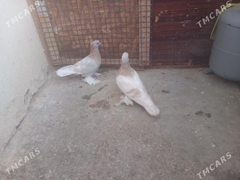 Kepderi - Aşgabat - img 2