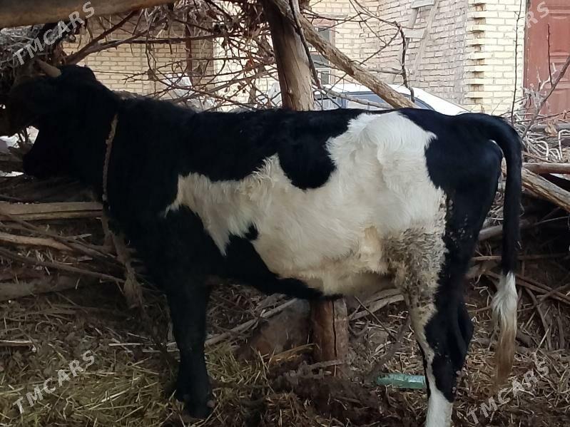 1.6 айлык гунажын - Сакар - img 3