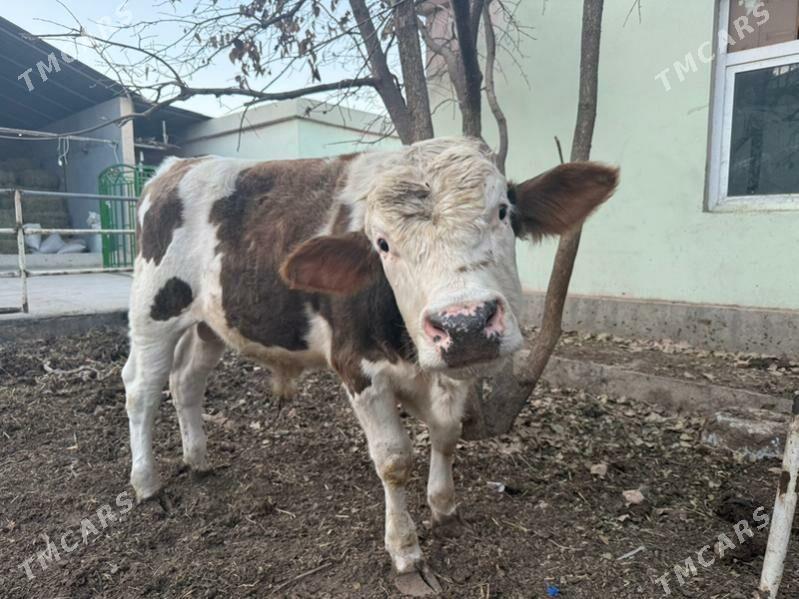 okuz 2sany ala - Кипджак - img 2