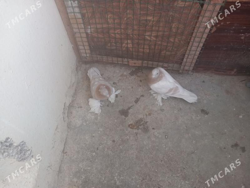 Kepderi - Aşgabat - img 4