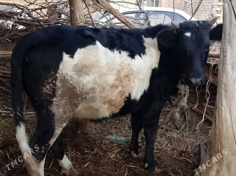 1.6 айлык гунажын - Сакар - img 2