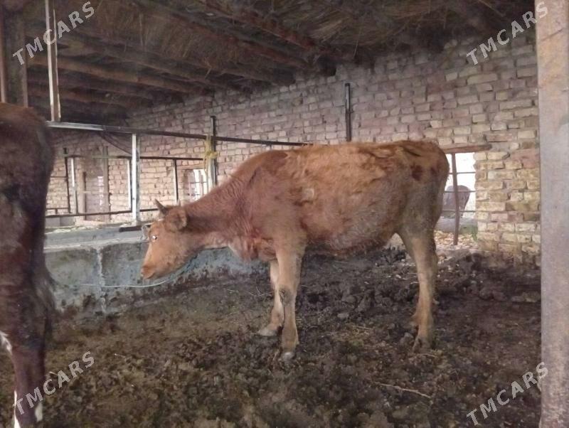 Gunajyn - Çärjew - img 2