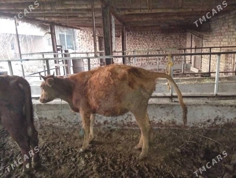 Gunajyn - Çärjew - img 3