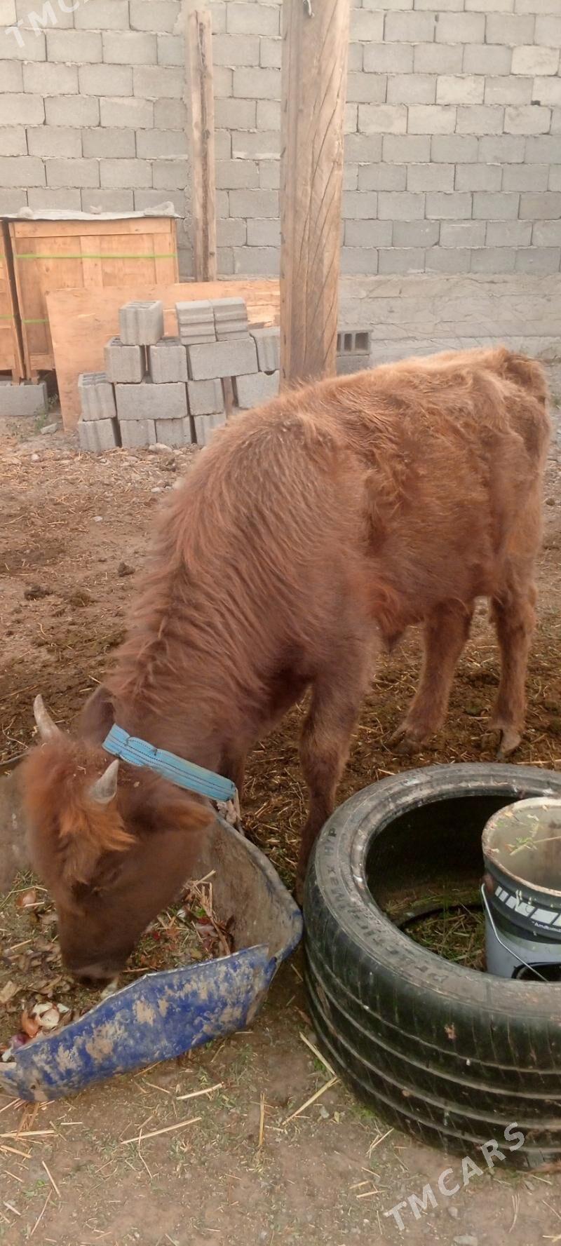 Gole - Gypjak - img 2