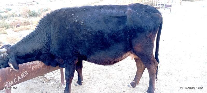 sygyr - Bäherden - img 2