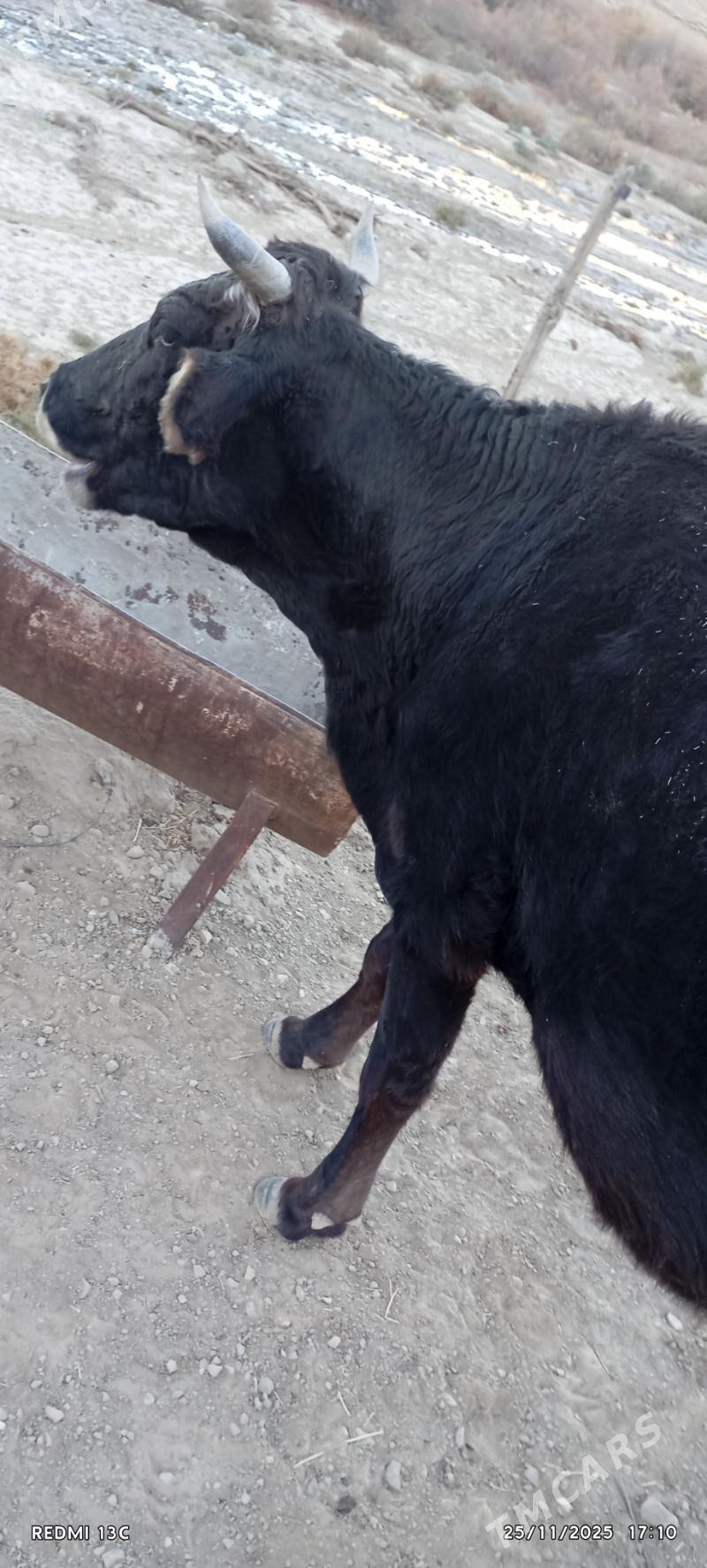 sygyr - Bäherden - img 4