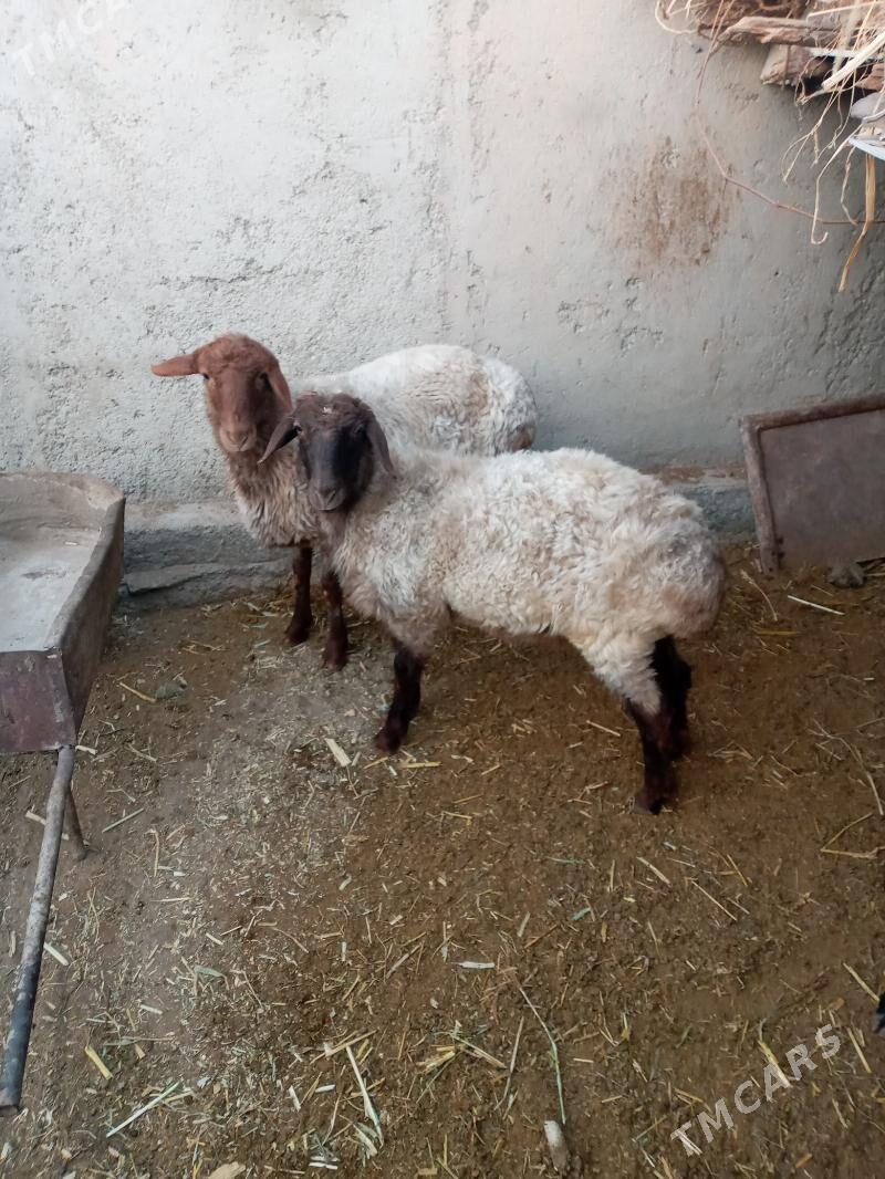 goyun - Дашогуз - img 4