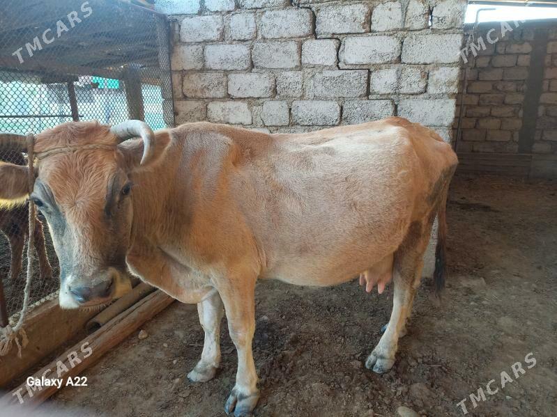 sygyr - Ýaşlyk - img 1