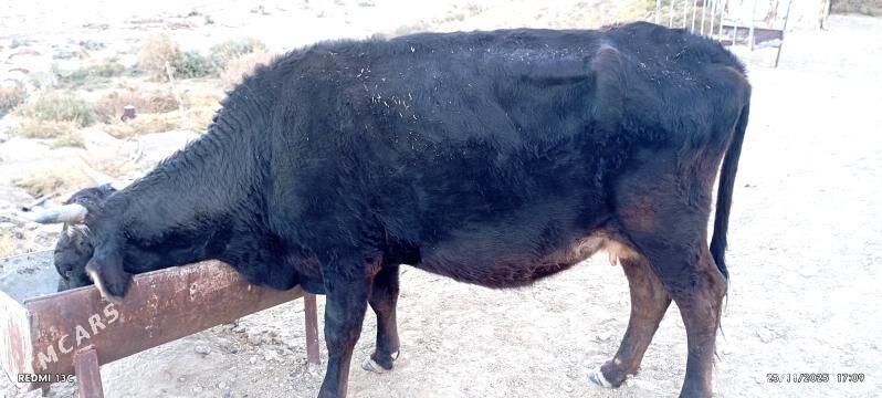 sygyr - Bäherden - img 1