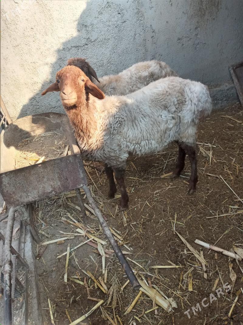 goyun - Дашогуз - img 3