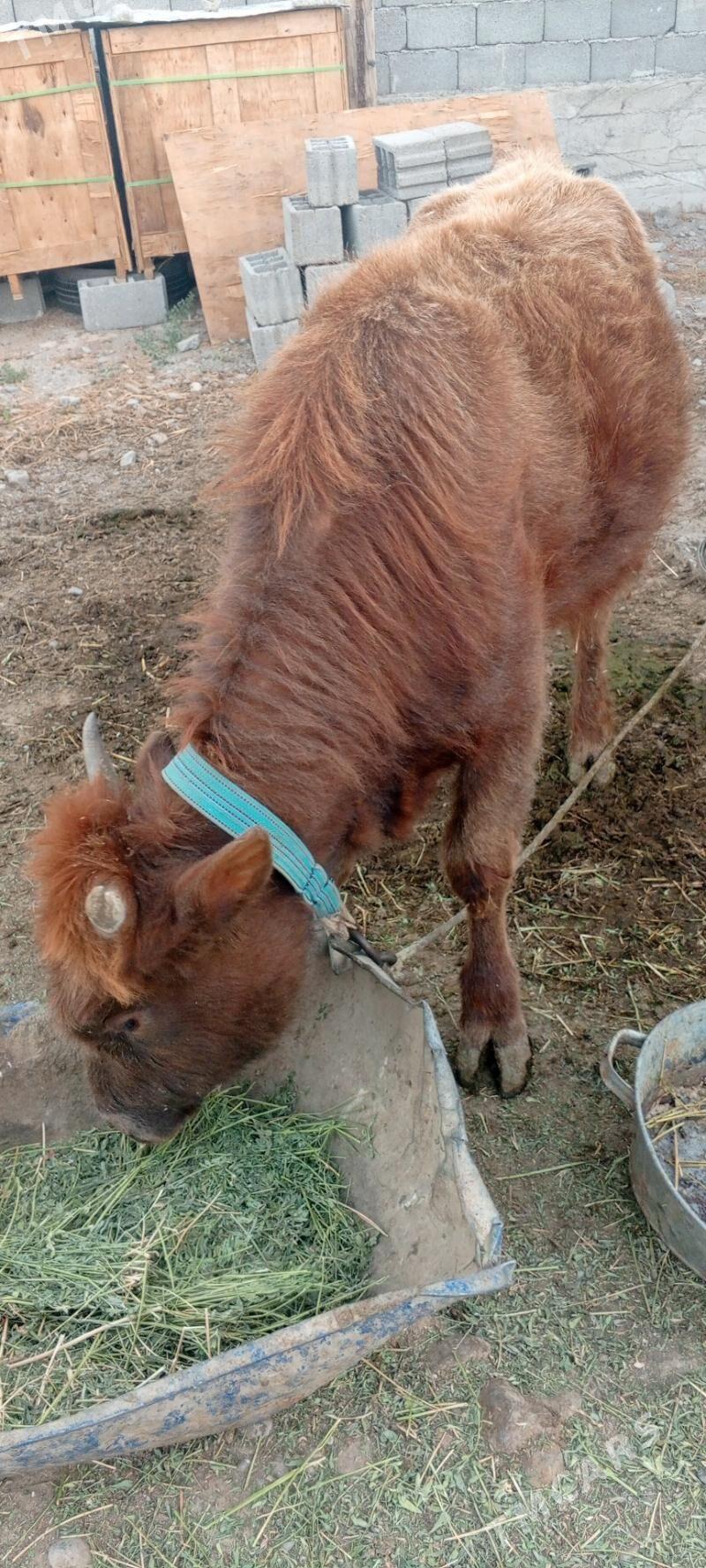 Gole - Gypjak - img 3