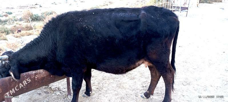 sygyr - Bäherden - img 3