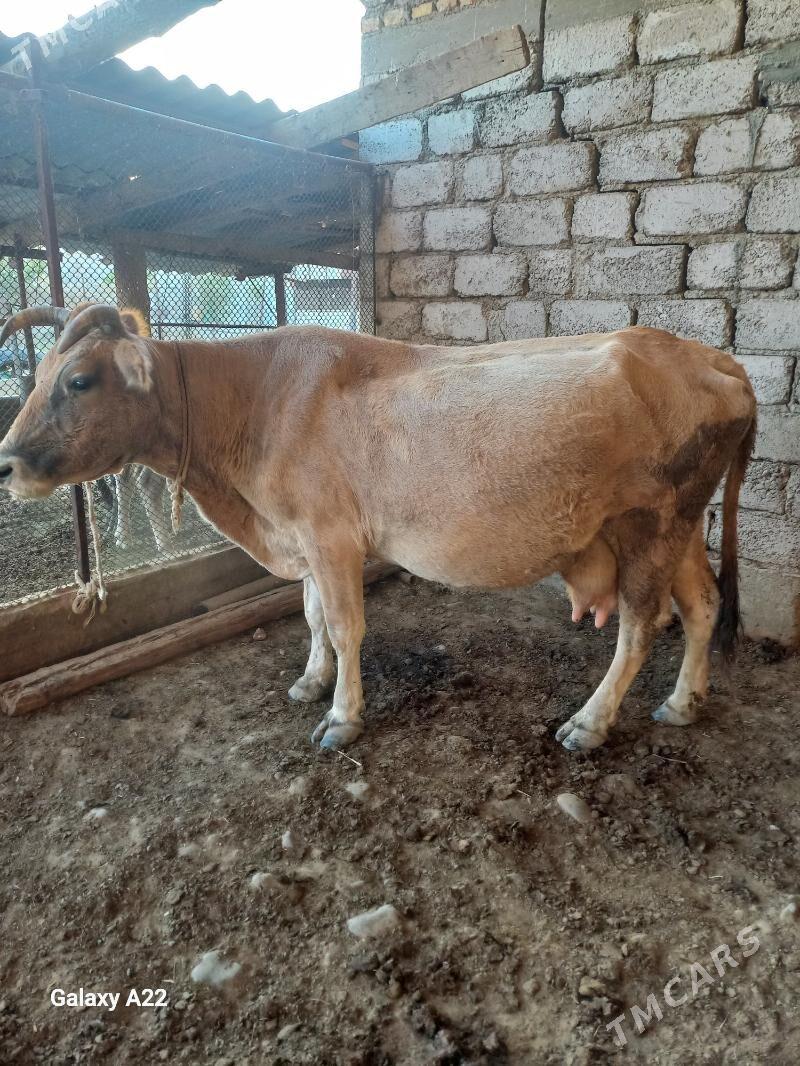 sygyr - Ýaşlyk - img 3