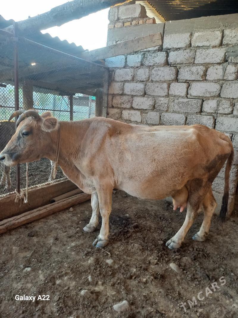 sygyr - Ýaşlyk - img 4