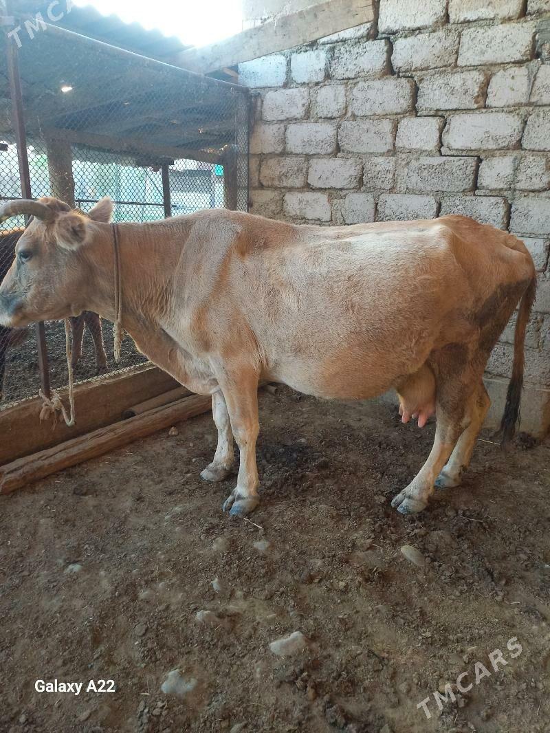 sygyr - Ýaşlyk - img 2