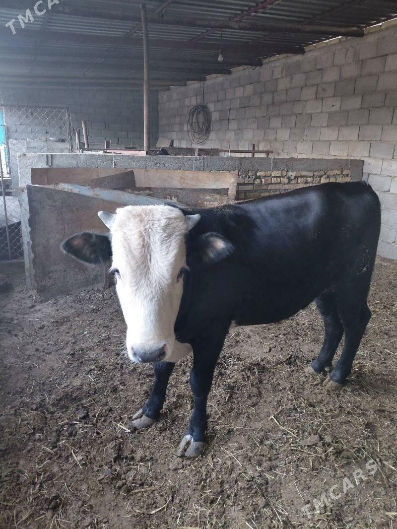 öküz - Ak bugdaý etraby - img 3