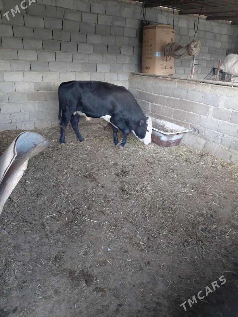 öküz - Ak bugdaý etraby - img 4