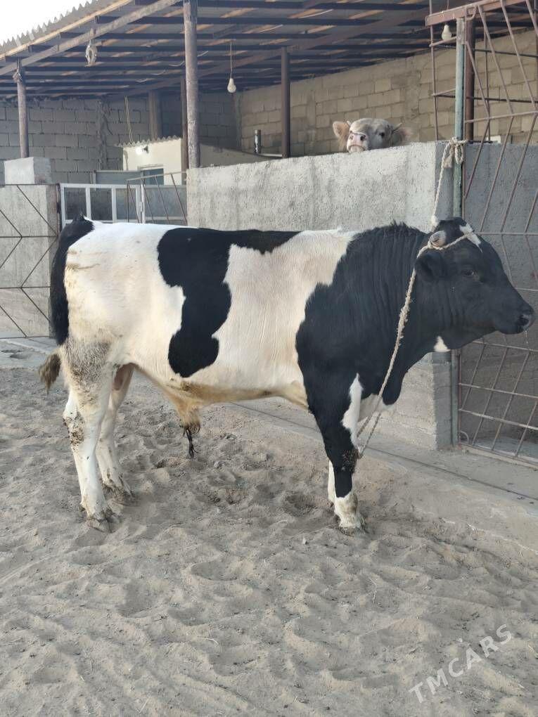 ÕKZ BAKYLAN - Анев - img 5