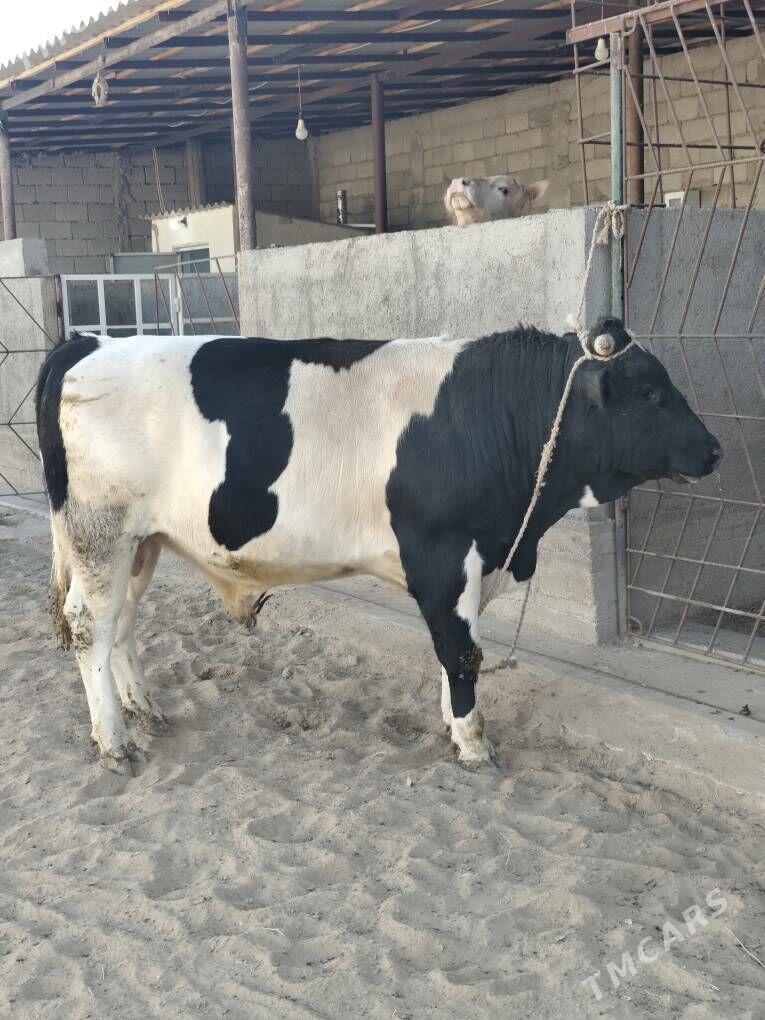 ÕKZ BAKYLAN - Анев - img 7