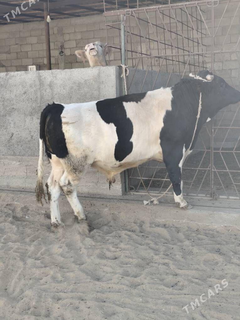 ÕKZ BAKYLAN - Анев - img 8