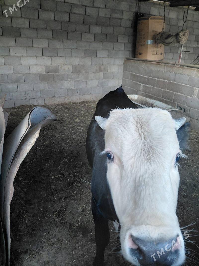 öküz - Ak bugdaý etraby - img 5