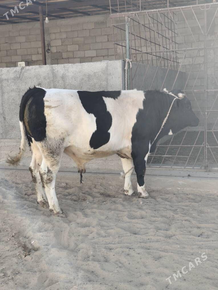 ÕKZ BAKYLAN - Анев - img 4