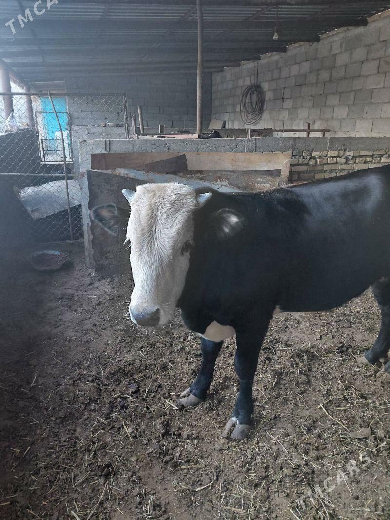 öküz - Ak bugdaý etraby - img 2