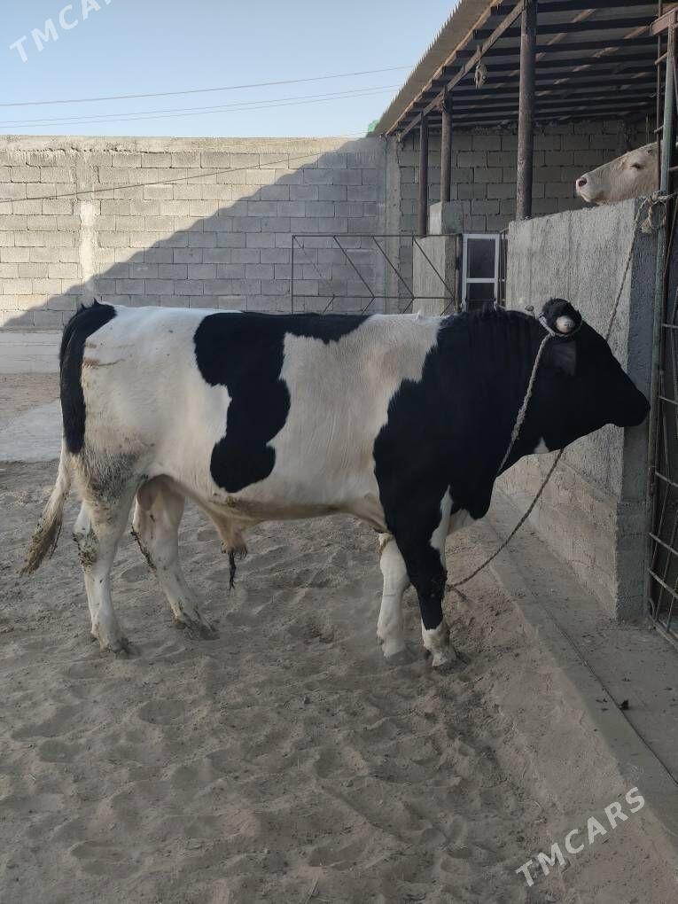 ÕKZ BAKYLAN - Анев - img 2