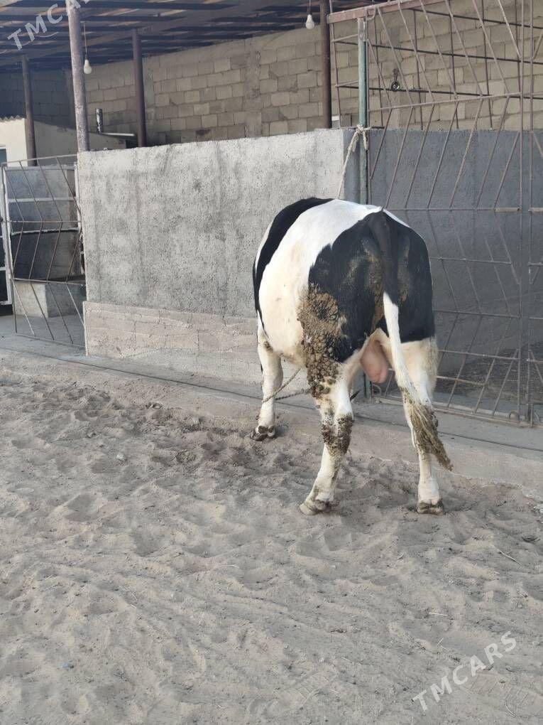 ÕKZ BAKYLAN - Анев - img 6